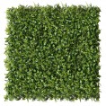 Zeleni zid - PEPEROMIA zeleni zid, 40x60 cm