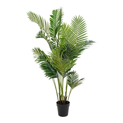 Areca palma, 64x64 cm, zelena