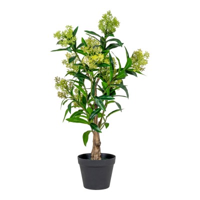 Stablo Skimmia, 40x40 cm, zeleno