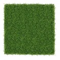 Zeleni zid - zeleni zid ROKIETNIK, 40x60 cm