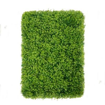 Zeleni zid - zeleni zid BUXUS, 50x50 cm